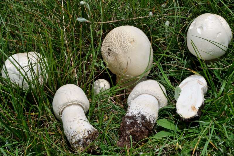 Agaricus urinascens